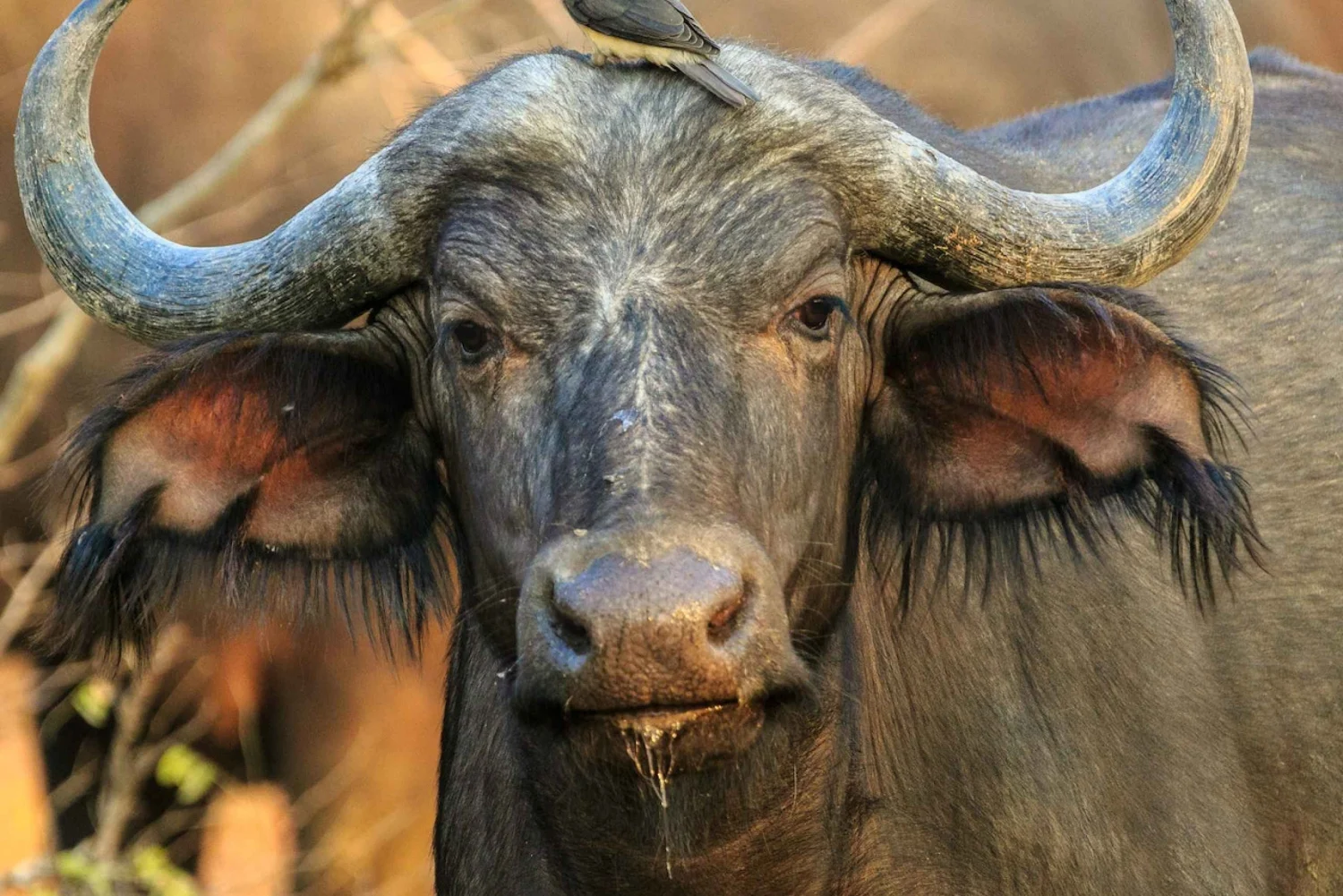 Can I see the "Big Five" in Ikorongo?